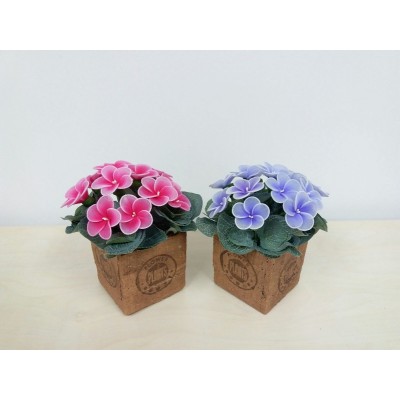 非洲紫羅蘭盆栽